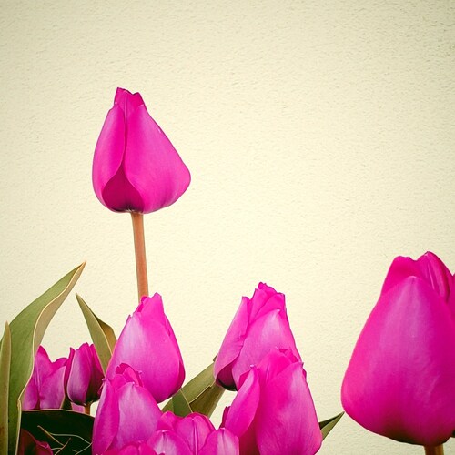 creative, makes music