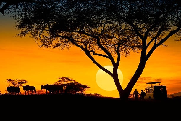 Why Are Tanzania Safaris So Valuable?

Tanzania safaris are expensive due to several factors. Tanz...