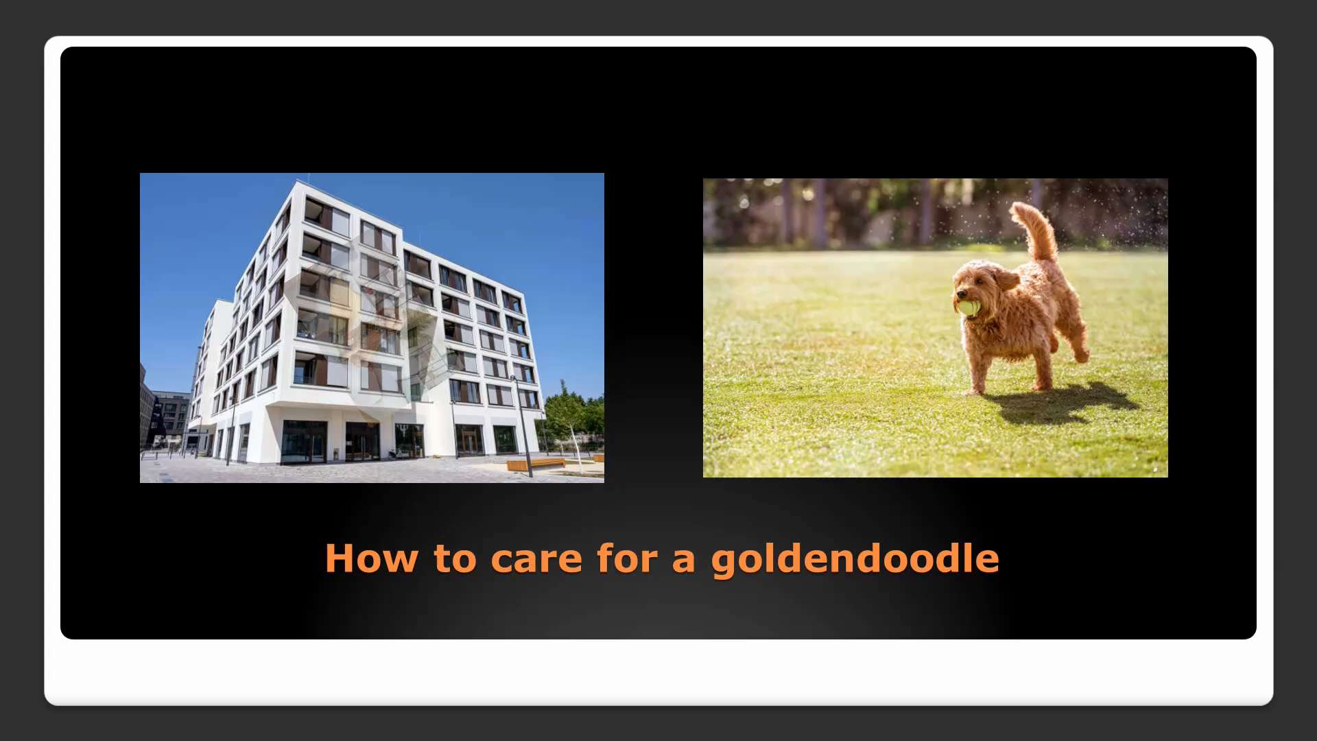 What is a Goldendoodle?

A Goldendoodle is actually a well-liked developer pet type that is a cross ...