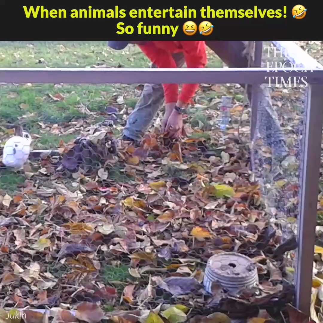 So funny.  😆		Credit: Jukin Media,ViralHog