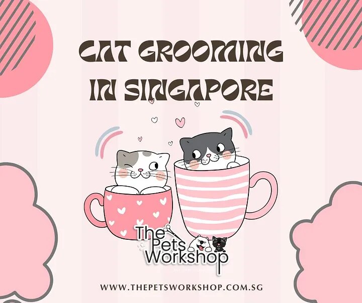 Steps to Prepare Your Cat for Grooming:- The Pets workshop

Cat Grooming Singapore is an essential r...