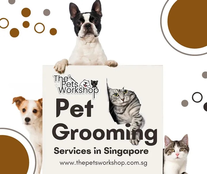 Here’s an exploration of the various pet grooming services available in Singapore — The Pets Worksho...