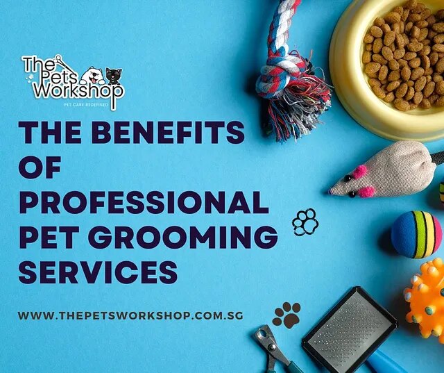 Choosing professional pet grooming services isn’t just a luxury — The Pets Workshop


Opting for pro...