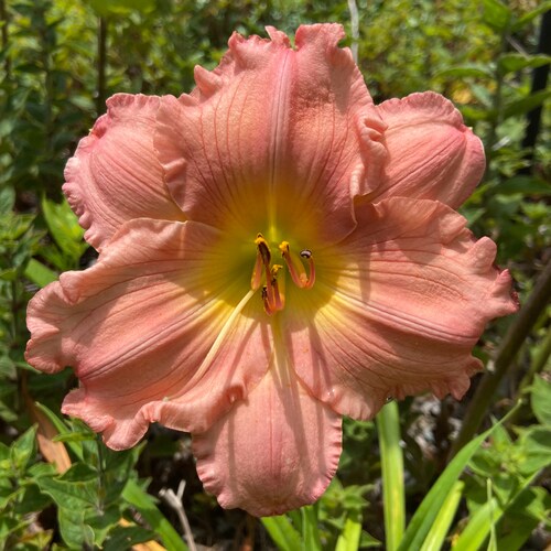 Plant nerd with silly dogs and a cat.

I’m always up for discussions about plants and pets because why not. 

And jokes ...