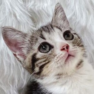 Visit 苦艾香's profile on GETTR. View their posts, photos, videos, and connect with them on the social platform.