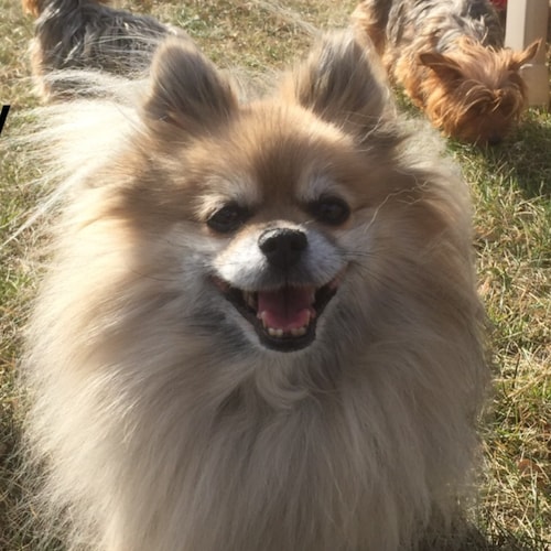 I am an born and raised Christian American who believes in protecting  God, Family and Country! Make America Great Again...