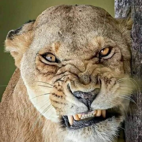 Christian. Conservative. Trump won. Pureblood! IFBAP!  🇺🇸🇺🇲  NO DMs.