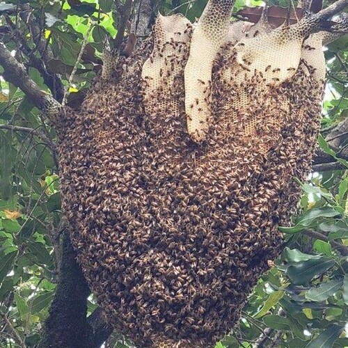 Bees are non union workers..and all work for the good of the hive selflessly .Beekeeper...Hawaii..100% PART HAWAIIAN...h...