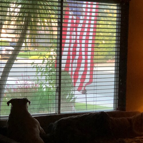 “Never Forget”. Patriot, Trump Lover, Never met a feathered or 4 legged creature I didn’t like.