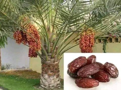 Existe um ditado que diz: 
“Quem planta tâmaras, não colhe tâmaras!” Isso porque, antigamente, as ta...