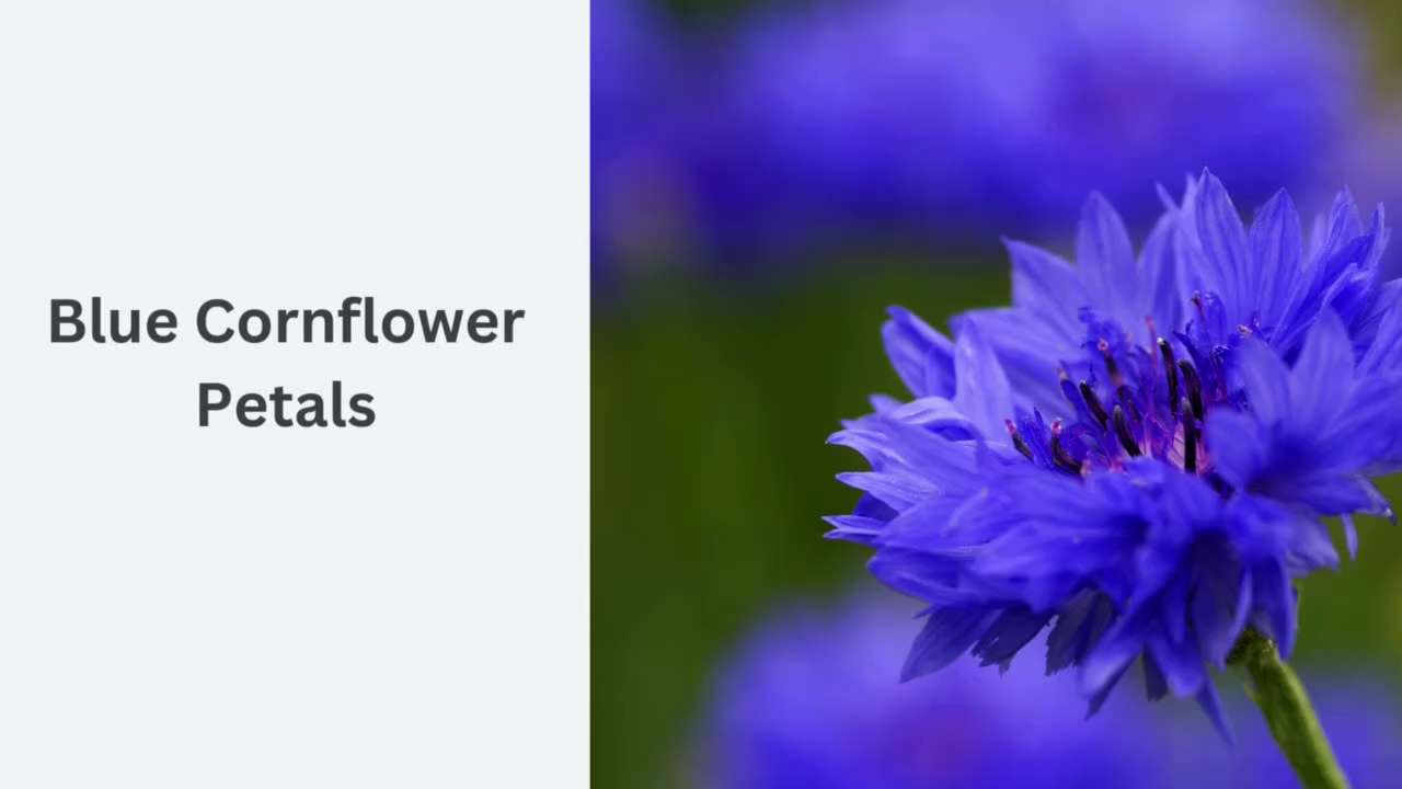 Discover The Globe Of Loose Teas And Also Herbal Health

Buying dry herbs as well as teas uses an ex...