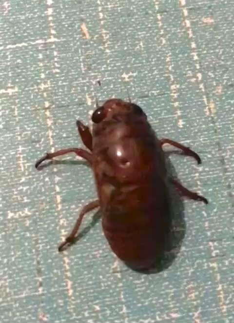 又到抓金蝉的季节了！
#生活日常 #抓金蝉
