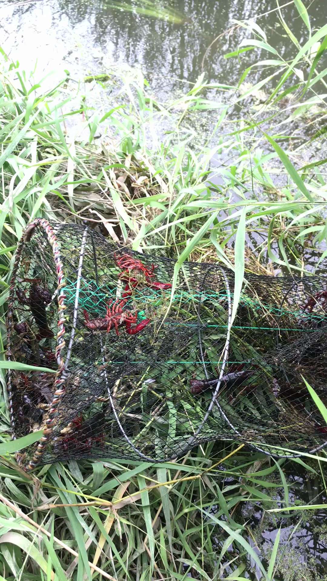 大雨过后，龙虾就是好抓！在没有饵料的情况下，今年收货龙虾最多的一次，有差不多二十只龙虾🦞！
#生活日常 #收花篮 #龙虾
