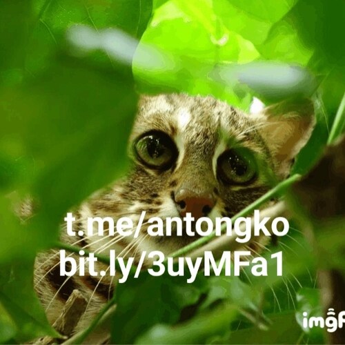 自然科學藝術人文地理社會...收集分享