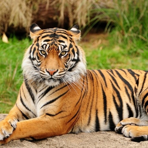 Sinh năm 1997 mệnh gì? Đinh Sửu sinh năm 1997 mang mệnh Thủy - Giản Hạ Thủy. Họ có tính cách đối lập, khi trầm tĩnh, nội...