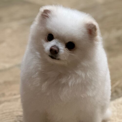 Visit Thomas19882777's profile on GETTR. View their posts, photos, videos, and connect with them on the social platform.