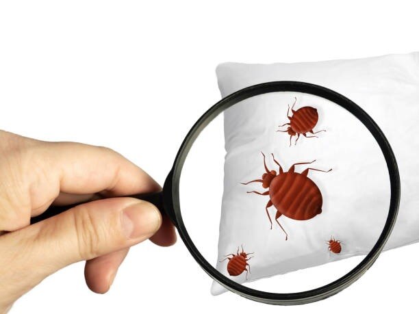 Ce Que Sont Le Meilleur Utiles Lit Ravageurs Traitements À Paris?

Le maximum absolu efficace matela...