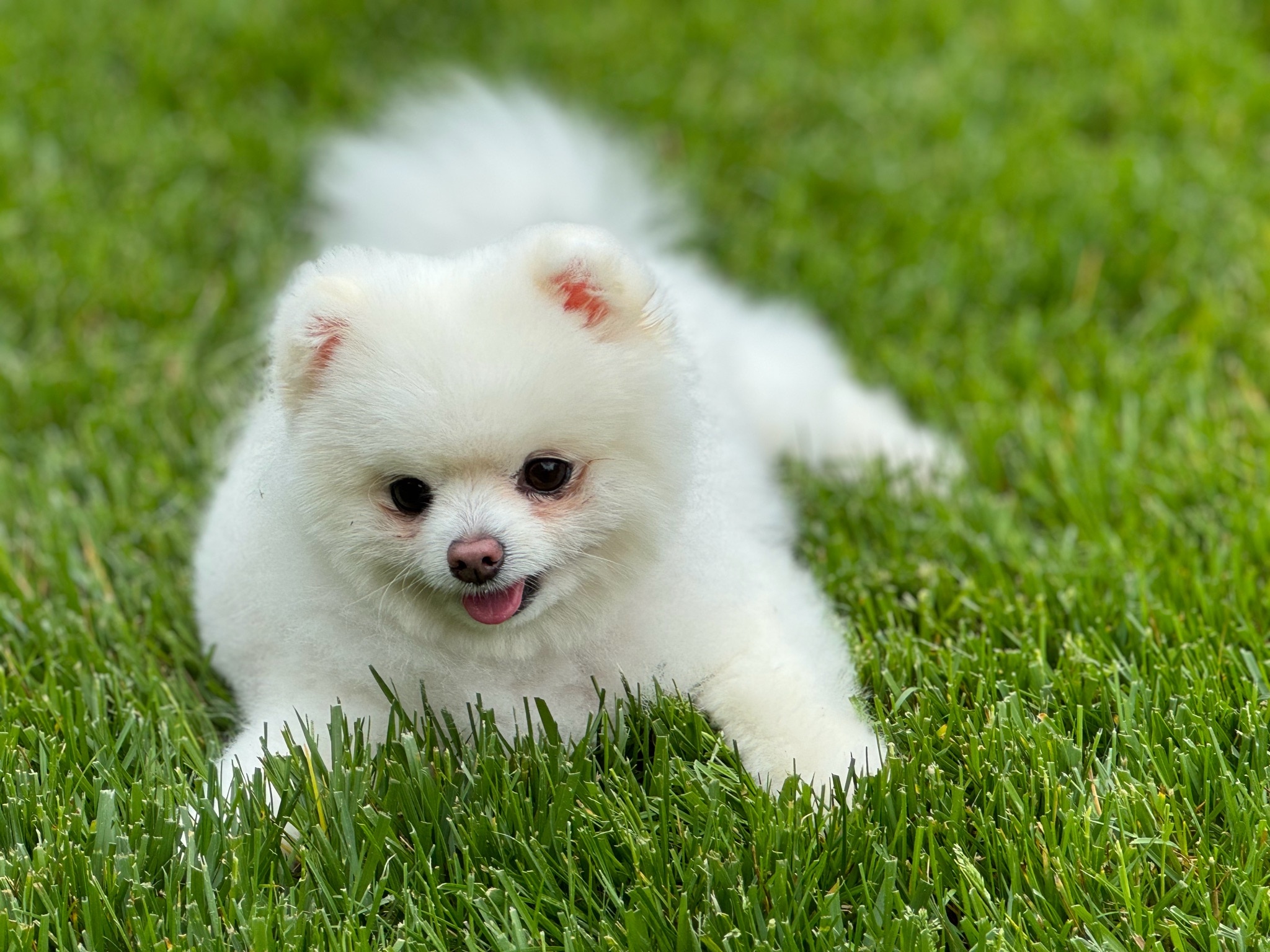 🌑正在赏月和快要喝茫的亚洲时区战友们，中秋快乐！愿你们今天和家人共度了温暖的一天。无论何时何景，和家人相聚永远是最幸福美好的事情❤️

妈妈拍的Snow，希望大家喜欢！🍻