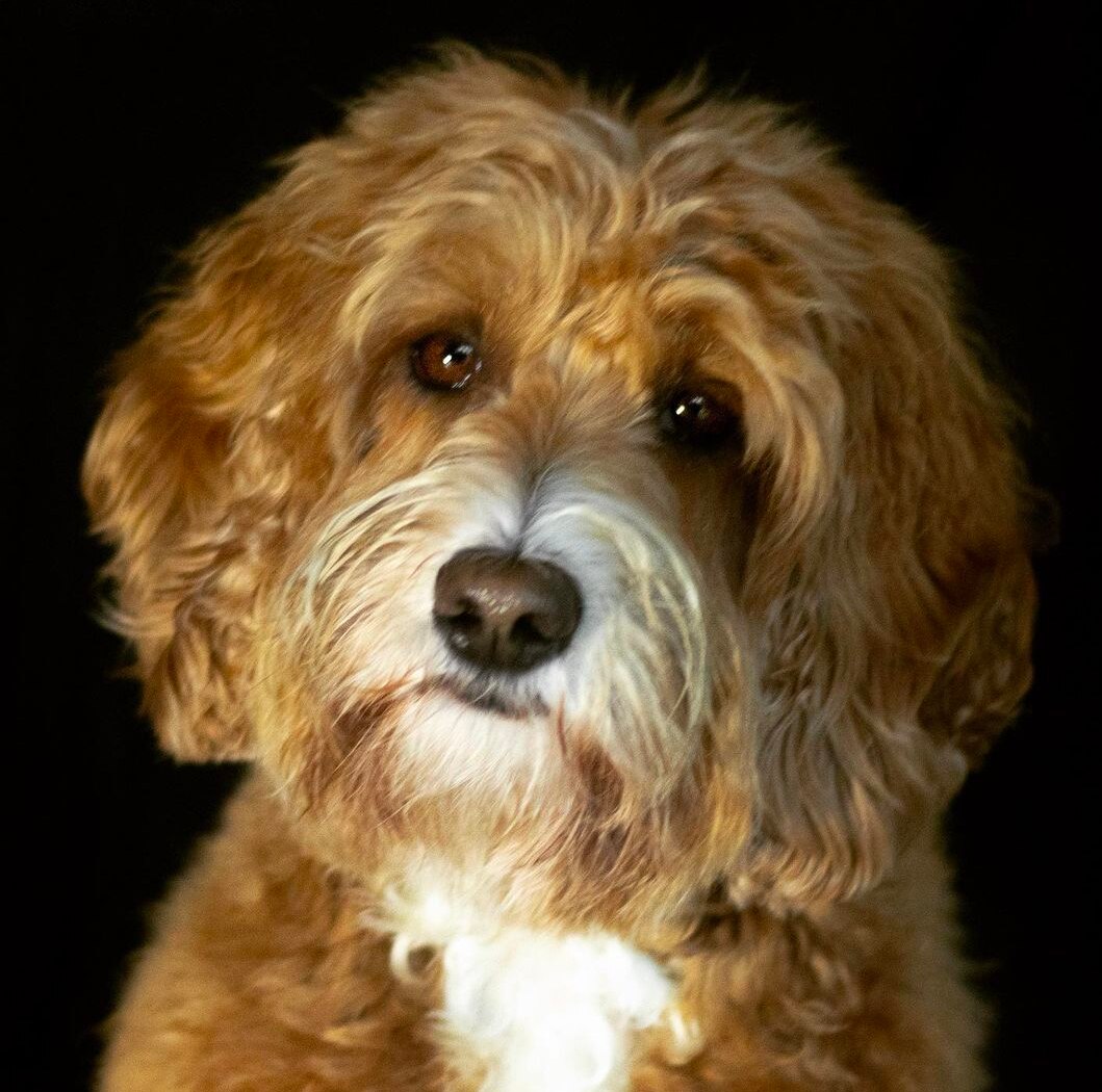 Dog lover #dogs #doglovers 