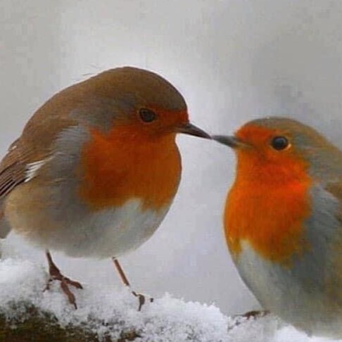 Trying to stay free in an insane world.