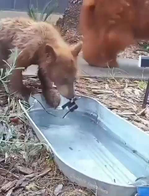 If you live out in the country try leaving a little fresh water out you'll be amazed what happens