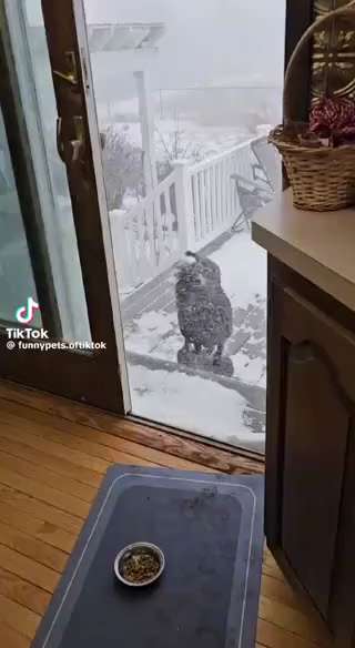 🐶   😍   🐶   😍   🐶
