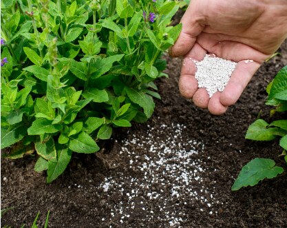 Azotobacter Vinelandii Fertilizer

Azotobacter Vinelandii is the ultimate choice for eco-conscious f...