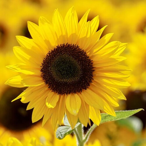 The Chinese Communist Party (CCP) is a threat to human kind. 
We’re the citizens of the New Federal State of China who a...