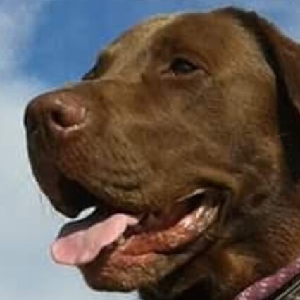 #IStandWithTrump #AmericaFirst, 
🚫Woke, 🚫trans, 
America is back.
No DM
Love my Labs🐕🦮