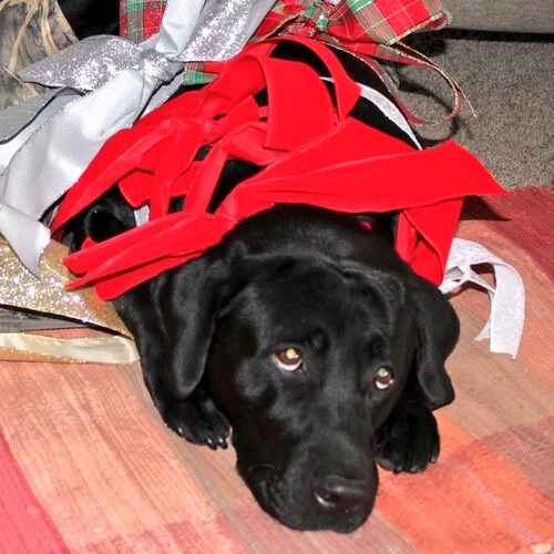 Normal Christian, husband, father, son and MN sports fan.