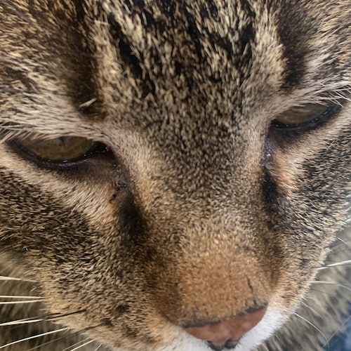 Canadian. Unabashedly Israel 🇮🇱 supporter. Israel is the “canary in the coal mine” as Israel goes so does the western ...