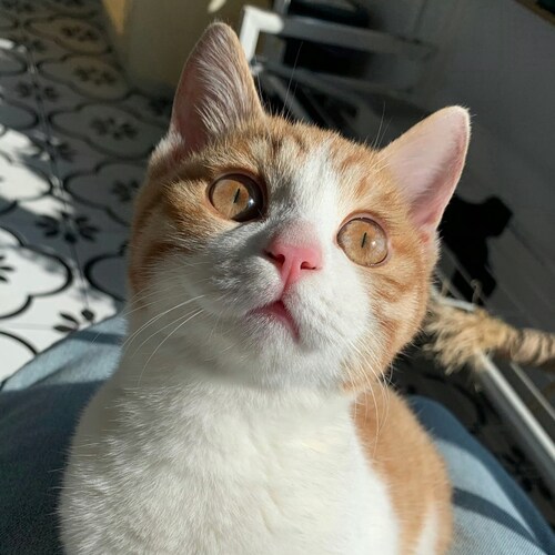 墙内没有打毒疫苗的90后👩