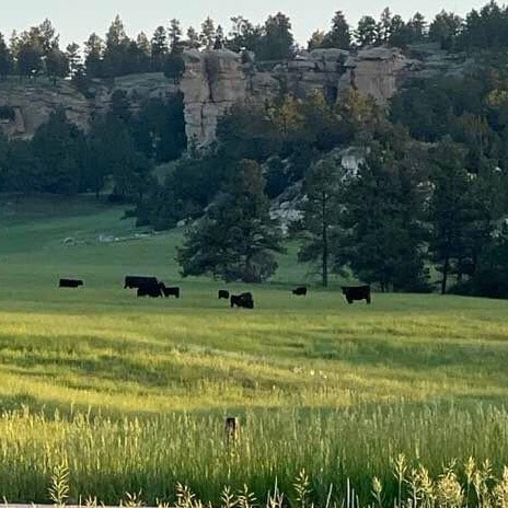 Cattle ranch owner/operator founded by family in 1886. We produce high quality Angus beef 🥩. Politically an Independent...