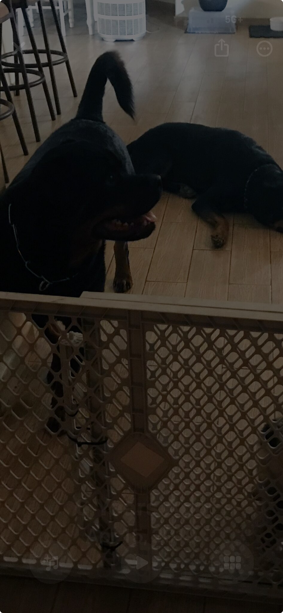 Joey and Grandpup Ziek. It’s Rottieland in our house! #rottweilers #happypups #unconditionallove  

