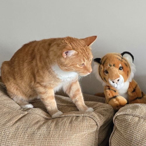 American citizens come FIRST.  MAHAGA  Deport every illegal.   
I ❤ reciprocal tariffs, fair trade, & fossil fuels.  No ...