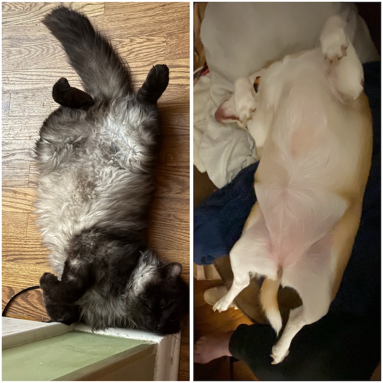 Who does it better? 😹

#cats #bum #battlecat #freeloader #dogs #honey #officedog #chihuahua #goodgirl #puppy #pets #tuesday #kitty #wanderer #paws #furry 