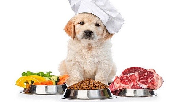 Key Players and Competitive Landscape in the Wet Pet Food Market

The wet pet food market is fiercel...