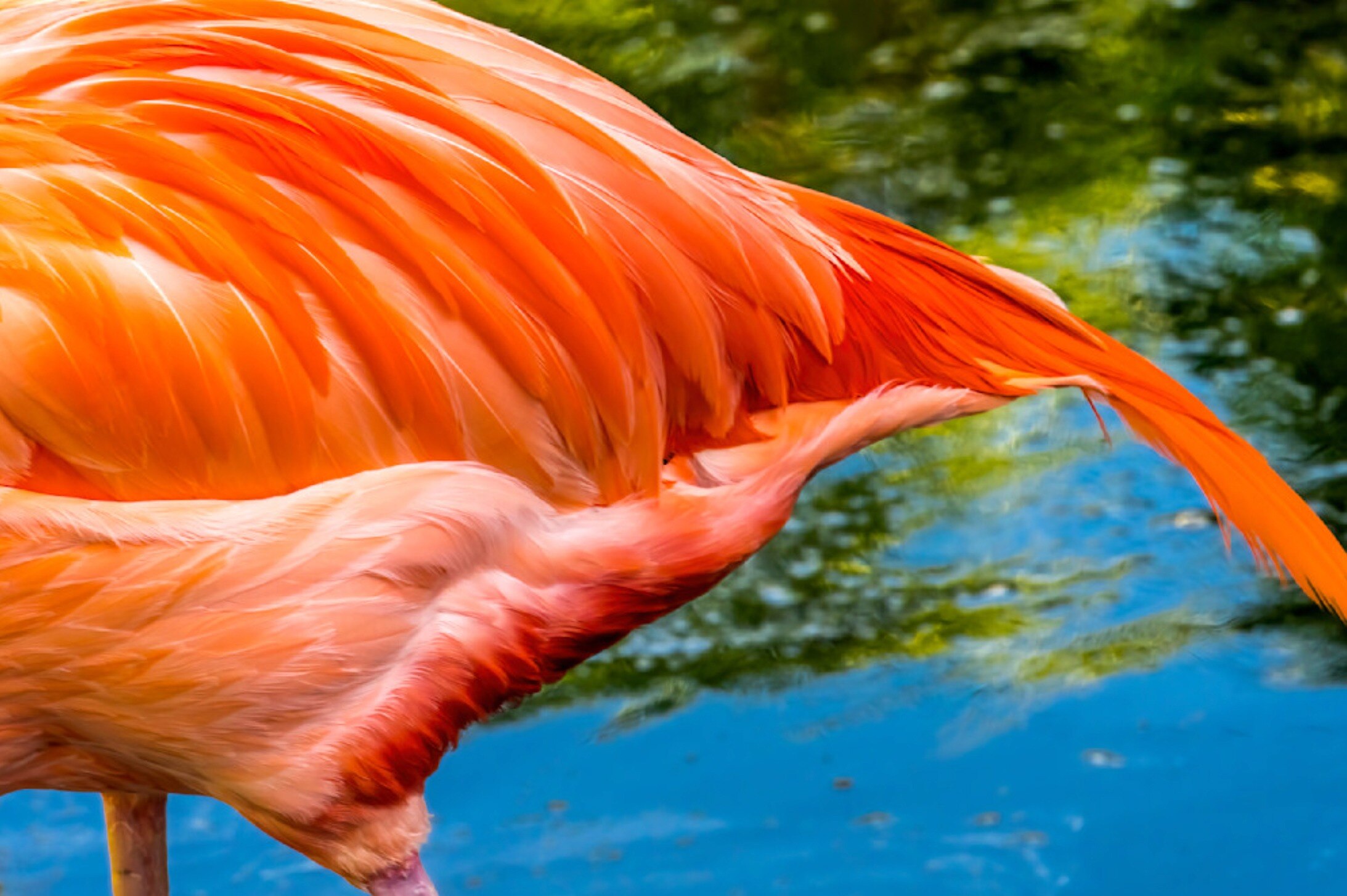 Please see my new photo under Birds, USA and Travel categories on my premium website www.nwtradephot...