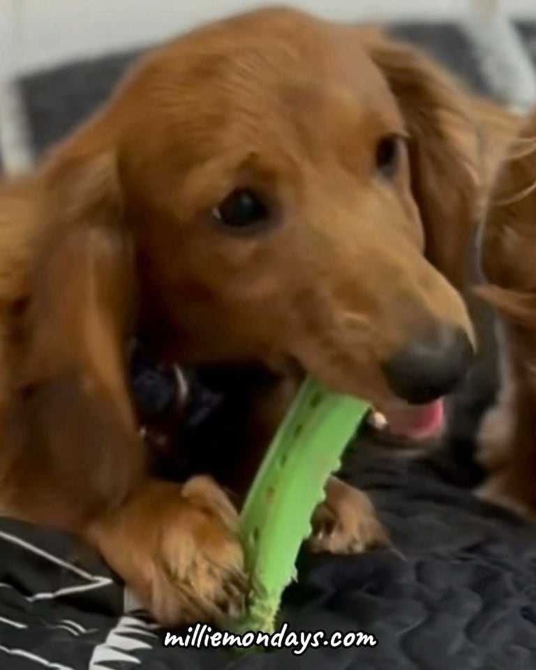Well this toy is almost destroyed!
milliemondays.com
#milliemondays #wrigleywednesdays #doxies #doxie #doxy #puppy #puppylove #monday #mondaymotivation #m