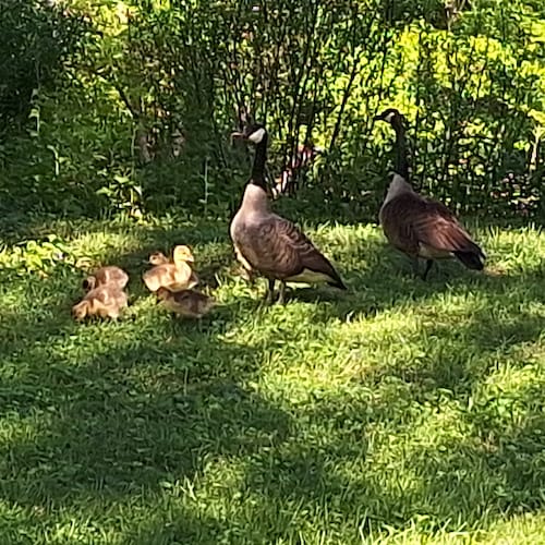 Faith, freedom, family, foundation.