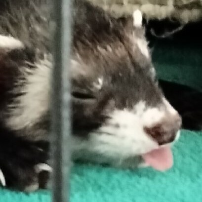 Common sense American. MAGA Love Ferrets