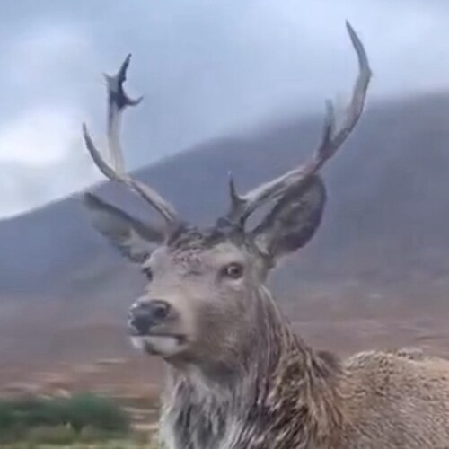 Isaiah 40:31 But they that wait upon the Lord shall renew their strength; they shall mount up with wings as eagles; they...