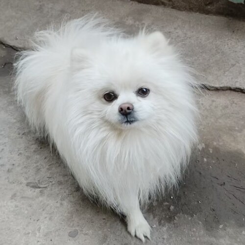 Visit Pink Nose Snow's profile on GETTR. View their posts, photos, videos, and connect with them on the social platform.