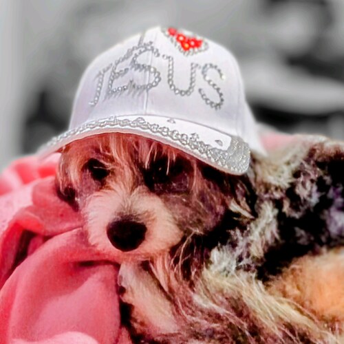 Christian Conservative. Pray for our great nation! America first! 🙏 Jesus is Lord!  I block antisemitics and trolls. No...