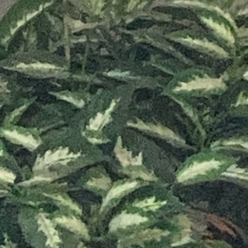 America 1st, Christian, Proud Trump supporter, veteran USAF ‘66-‘72, private pilot, retired railroad worker