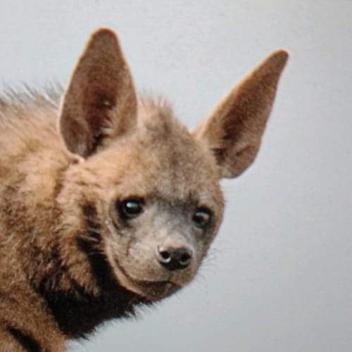 Working class realist. Anti authoritarian.