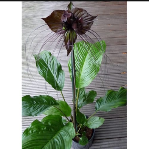 “Islamophobia as a word created by fascists, and used by cowards, to manipulate morons." Christopher Hitchens