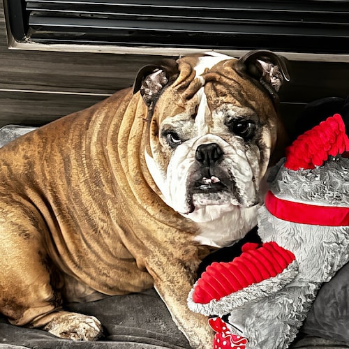 Pure 🩸 IFBAP
God, Family, Country 
ULTRA MAGA
🚫 No bitcoin 🚫 No investment 🚫 No Gift cards