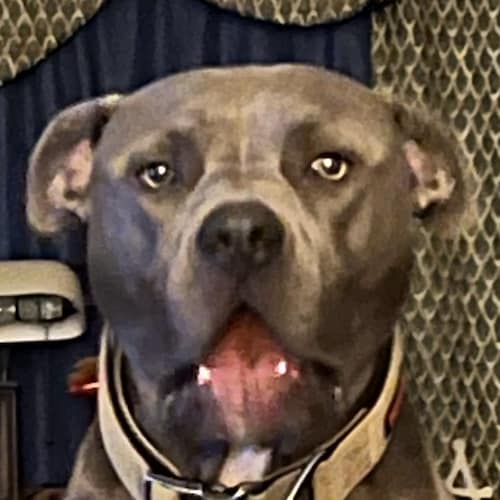 AMERICA FIRST 
NO RELATION TO 
        MAGA
OR THE ZIONIST