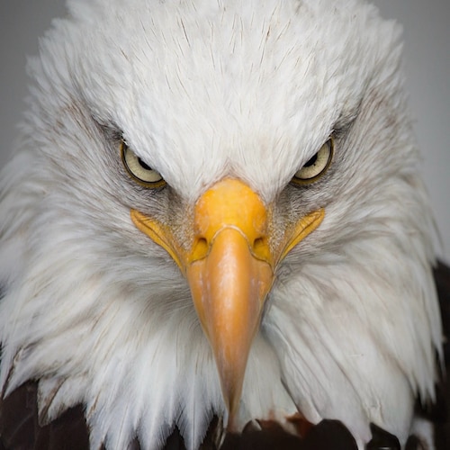 America and Family First. Trust No one until trust is earned.